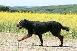 BEAUCERON 932